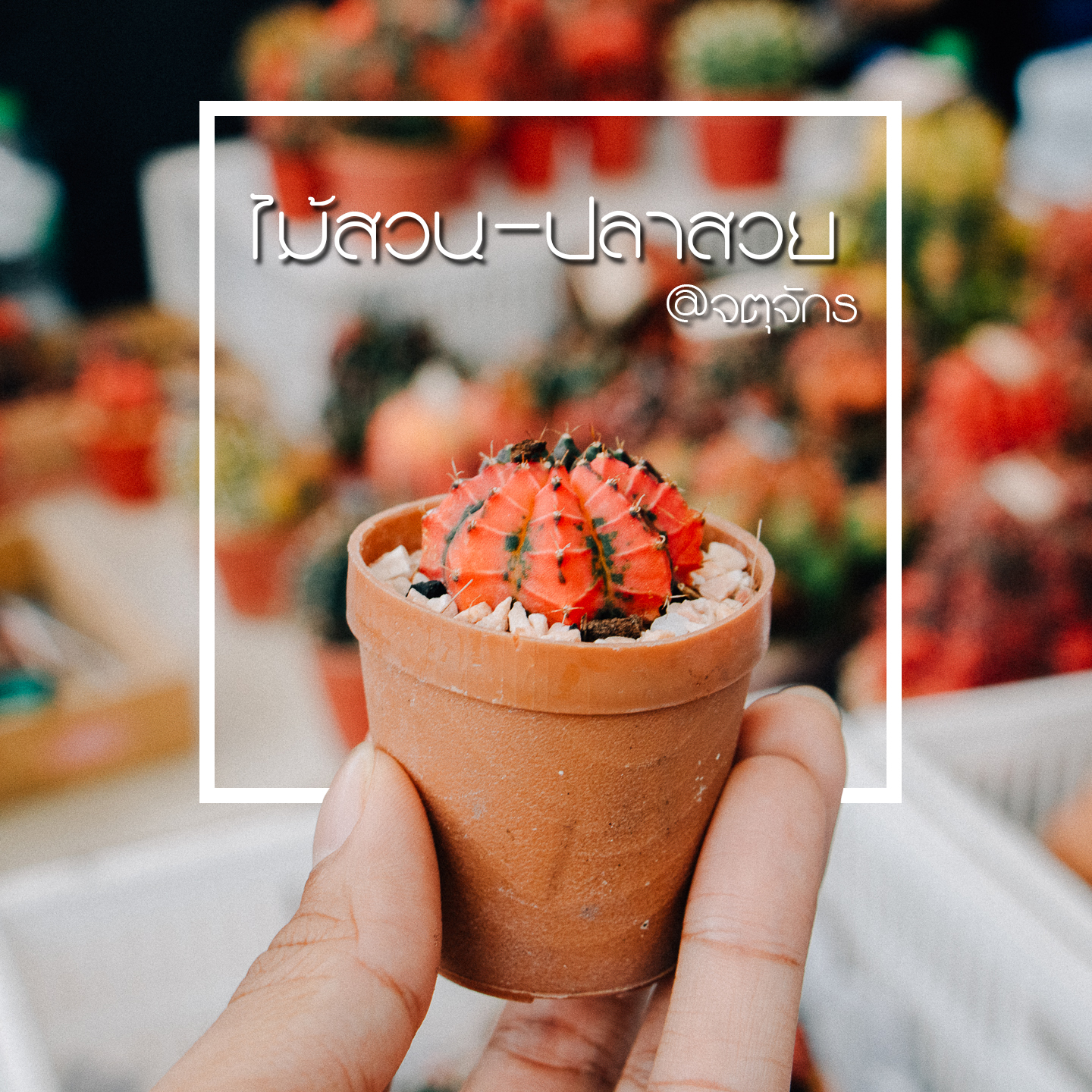 ไม้สวน-ปลาสวย@จตุจักร