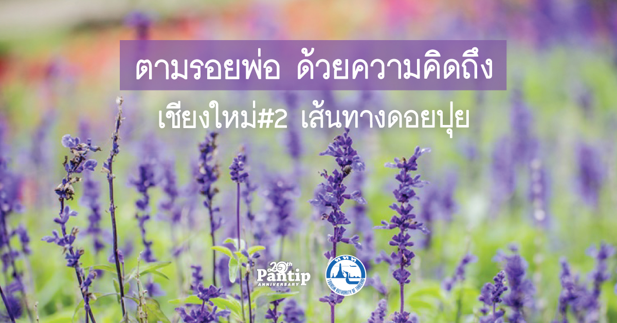 Pantip.com ร่วมกับ ททท. ตามรอยพ่อ ด้วยความคิดถึง เชียงใหม่ #2 : เส้นทางดอยปุย