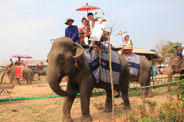 ททท. ขอเชิญร่วมจดทะเบียนสมรสบนหลังช้าง พร้อมสืบสานพิธีซัตเตหนึ่งเดียวในโลกที่จังหวัดสุรินทร์