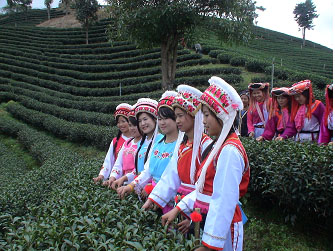 งาน เทศกาลชิมชา  ซากุระบาน  อาหารชนเผ่า  ดอยแม่สลอง ครั้งที่ 16