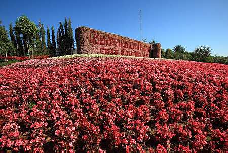 หนาวนี้…ทิวลิปบานที่ลานริมกก กับ เทศกาลเชียงรายดอกไม้งาม ครั้งที่ 8