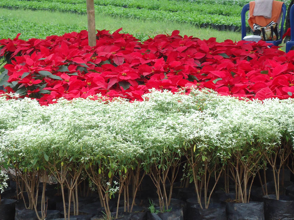 เทศกาลไม้ดอกเมืองหนาว อ.ภูเรือ“อร่อยกับอาหารปลอดสารพิษ รื่นเริงชีวิตรับปีใหม่ไร้แอลกอฮอล์”