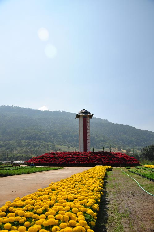 งาน “เทศกาลไม้ดอกเมืองหนาว อำเภอภูเรือ จังหวัดเลย ประจำปี ๒๕๕๕”