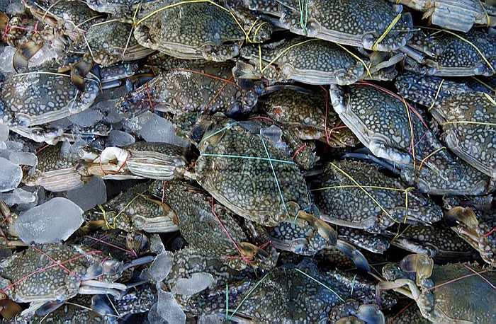 “กินปู ดูทะเล กรุงเทพ ครั้งที่ 10”  เจ้าตำรับงานปูที่ทุกคนรอคอย