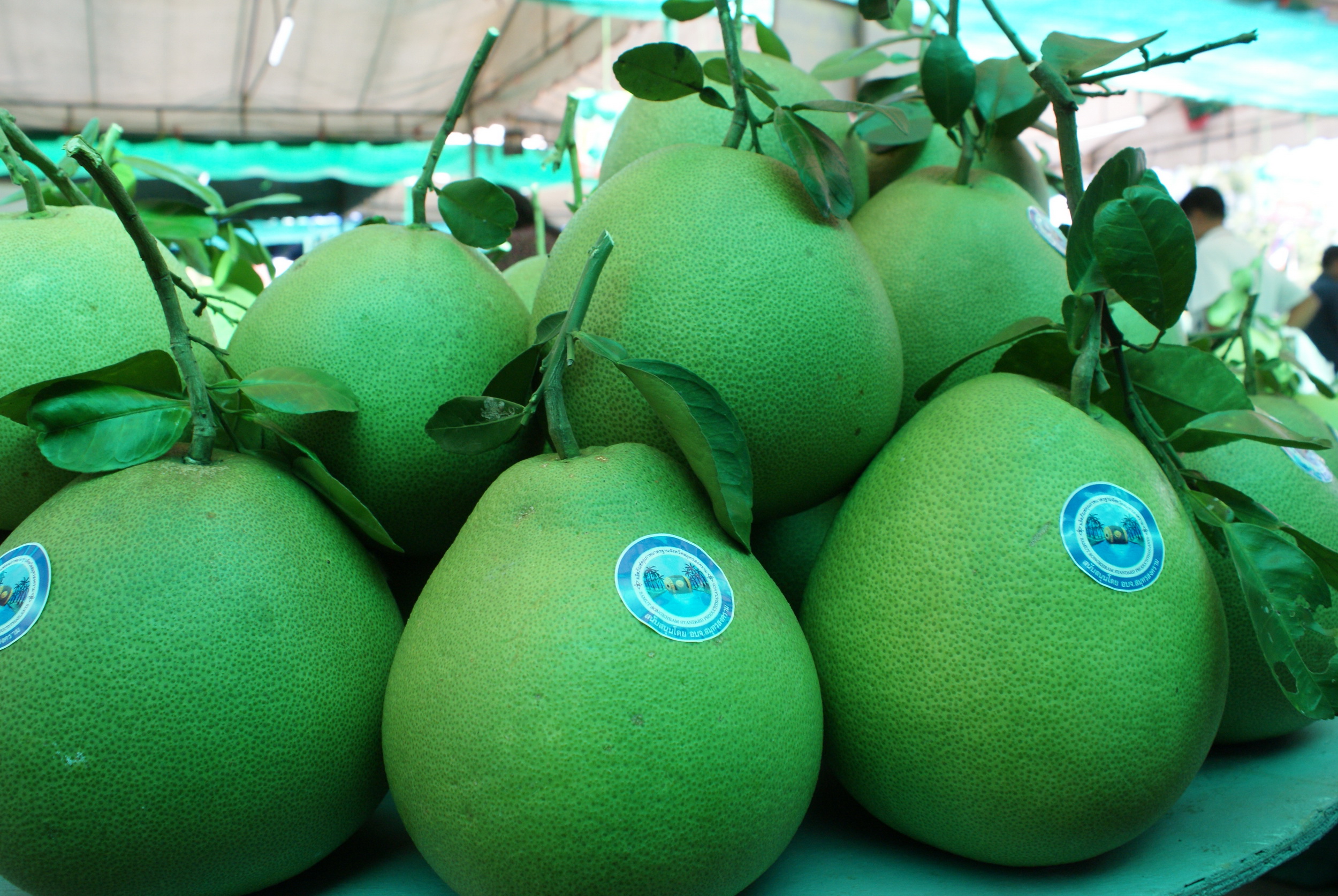 ท่องเที่ยวเทศกาล และกิจกรรมในพื้นที่ จังหวัดสมุทรสงคราม และจังหวัดนครปฐม ในเดือน มกราคม